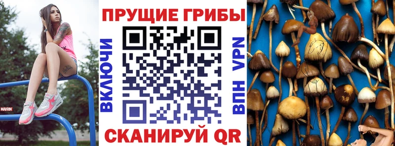 KRAKEN   Калачинск  Галлюциногенные грибы Psilocybine cubensis 